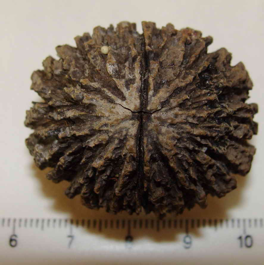 Juglans nigra